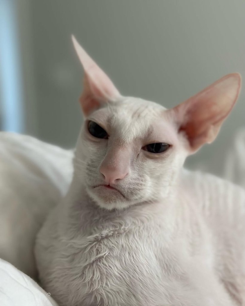 ,  .  --  ,        ... - 4