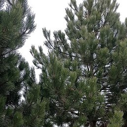 �����, ���������, 63 ����