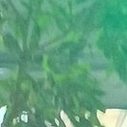 Osman, 35 ���, ������