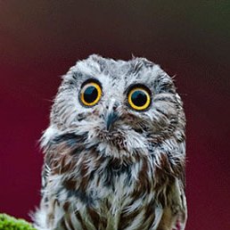 Aleksandr, ������, 48 ���