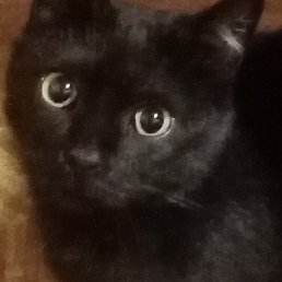 �����, �����-���������