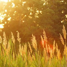 ����(), ������, 37 ���