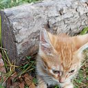  A, , 85  -  24  2024    