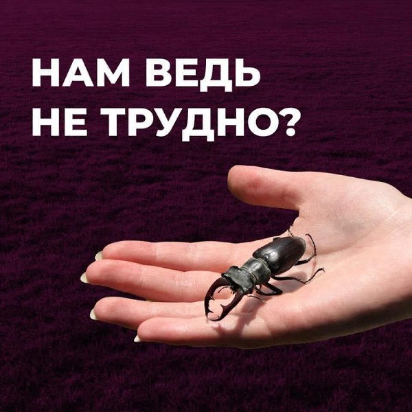 :) Жук растет 5 лет, а его давят как паразита. Иногда случайно, а ещё чаще специально. Они не ...