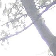 �����, 47 ���, �����������