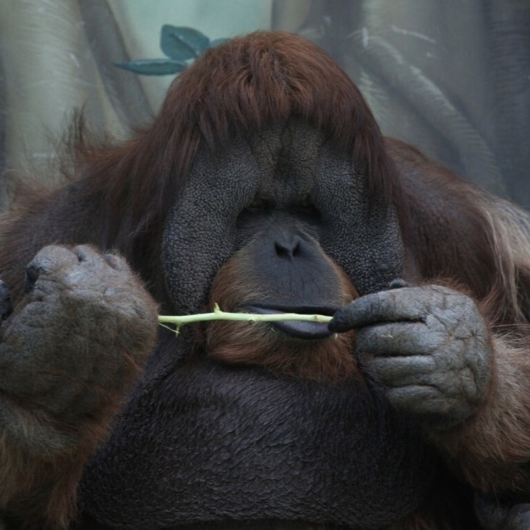 ooape coac opaa o e aoa.  o 44 oa  opac, oop caec oe ... - 2