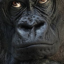 Sam, �����, 47 ���