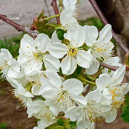 Oksana201075, ������-��-����, 50 ���