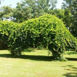 Ngrok, ������, 18 ���