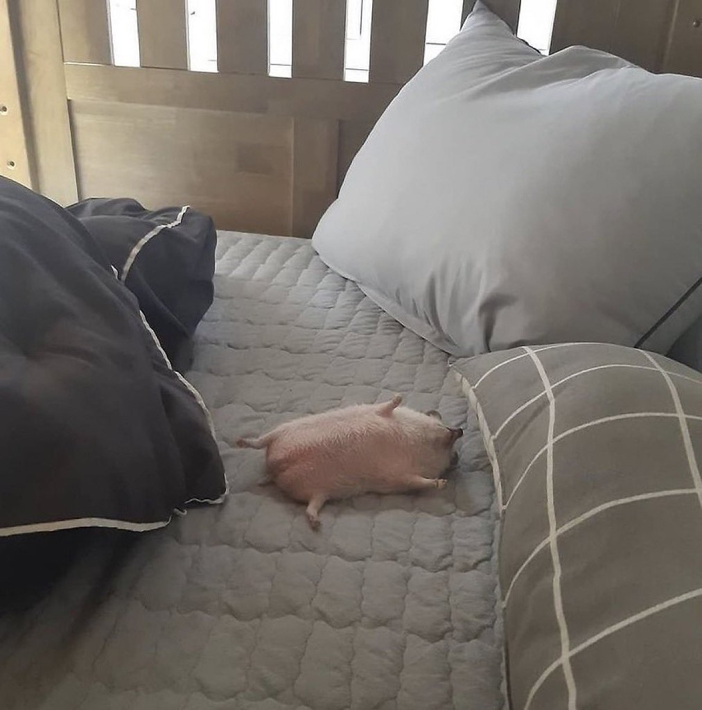 :         ,   .  11 ...