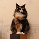 ������ �� ������� ������ ��������