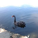 ���� ������, �����-���������, 71 ��� - ��������� 16 ����� 2026