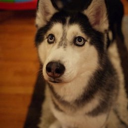 �����, ������