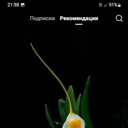 �����, ��������, 61 ���