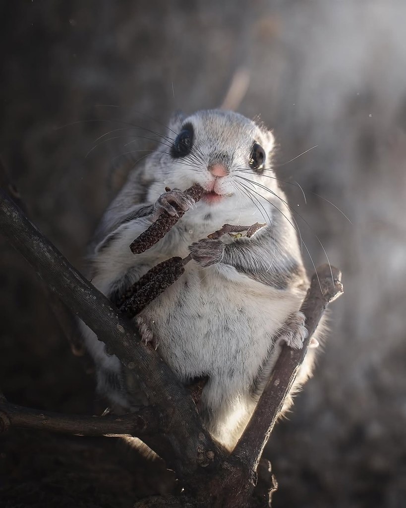   - -  . Ÿ   ,     ... - 3