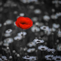 �, ���������, 49 ���