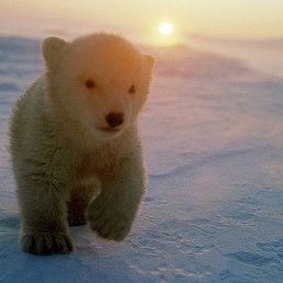 �����, ������