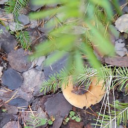 ���, ������ ��������, 26 ���