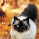 ���� ������ )), ������� - ��������� 21 ������� 2025 � ������ ���� ����������