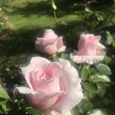 ���� ����, ������, 51 ��� - ��������� 13 �������� 2025 � ������ ���� ����������