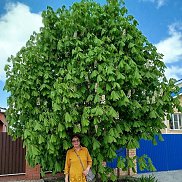 �������, 62 ����, �����������