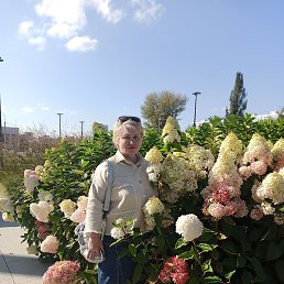 �������, �����, 64 ����