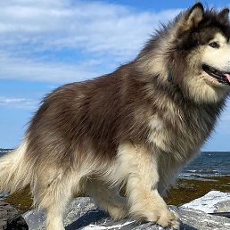 ��������, ������, 62 ����