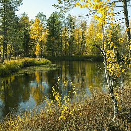 �������, ����, 44 ����