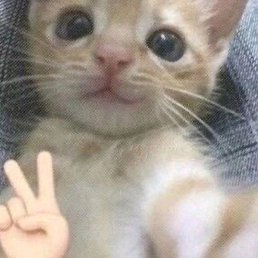 ����, �������, 22 ����