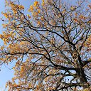 ���� ���, �������, 33 ���� - ��������� 16 ������� 2026 � ������ ������ ��������