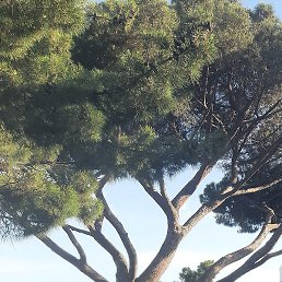 ����, ������, 51 ���