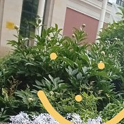 �����, 36 ���, ������