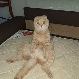 ������, ����, 38 ���