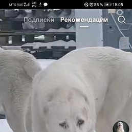 ���� ������ ����������, �����������, 40 ��� - ��������� 15 ������ 2025
