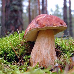 �����, ������, 33 ����