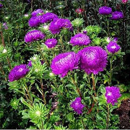 (������, ������, 61 ���