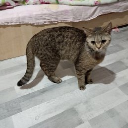 ���������, �����, 54 ����