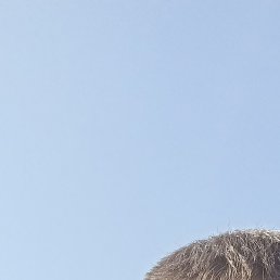 ������, �������, 44 ����