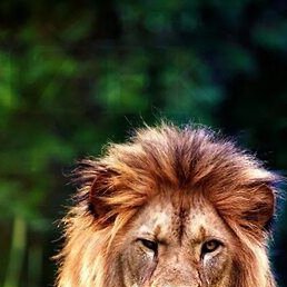 �, ������, 43 ����