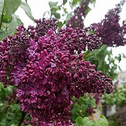 ������, 39 ���, ������