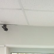 �������, 39 ���, ������