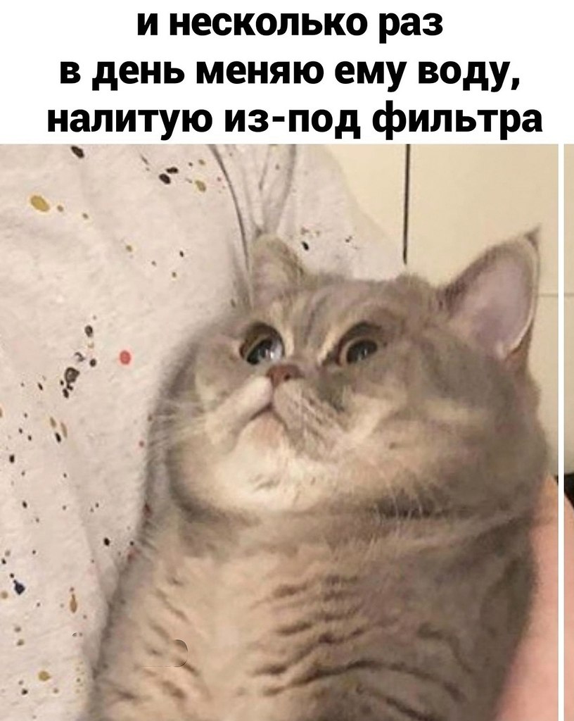 Почему коты не ценят нашу заботу? - 3