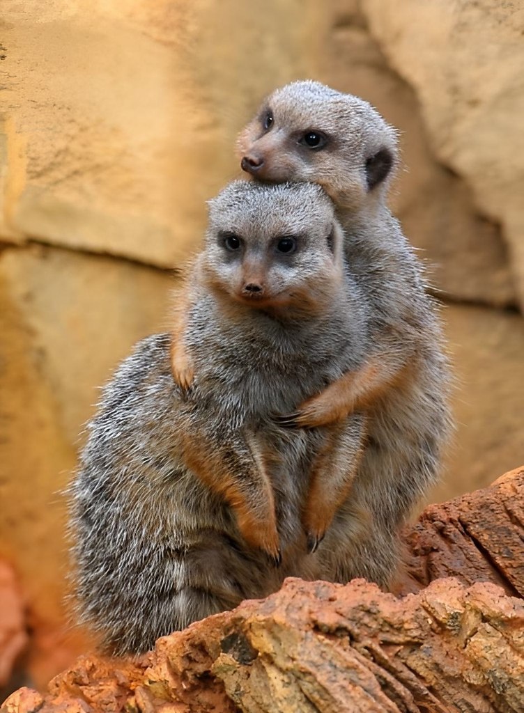    ,  ,      .  ... - 2