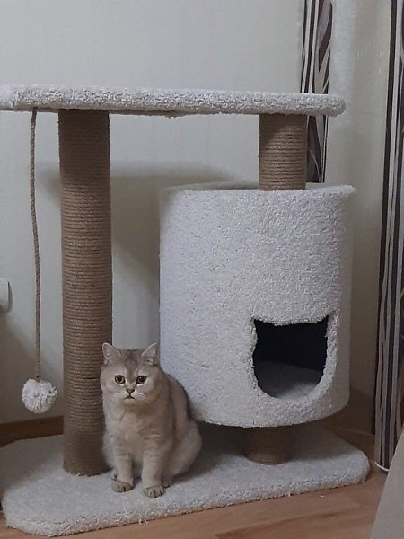 Сделал для любимого кота. Похоже, котику нравится - 3