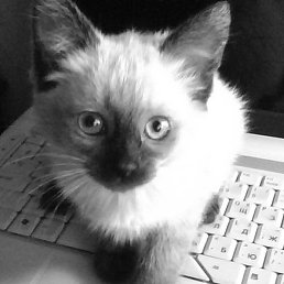 �����, ������, 49 ���