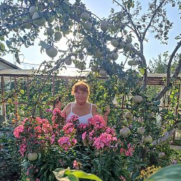 ���������, ������, 66 ���