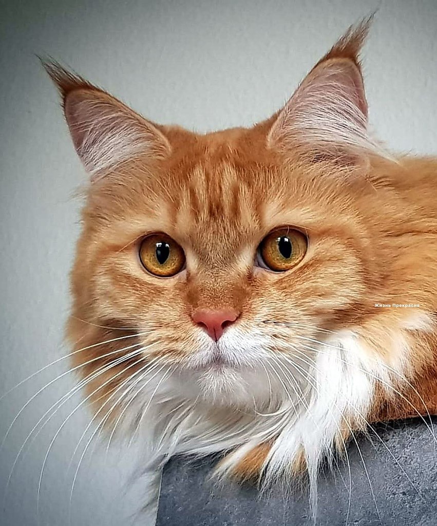     . .     . -   ,  ...