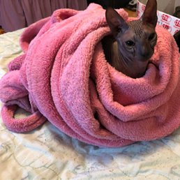 ����, ������, 46 ���