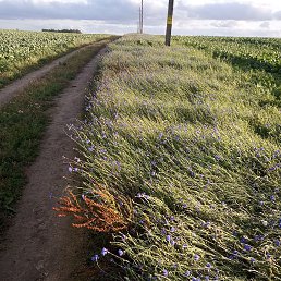 ������, �����, 46 ���