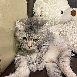 ���� �������, ������, 42 ���� - ��������� 26 ����� 2026